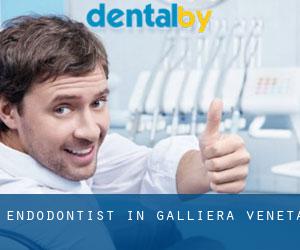 Endodontist in Galliera Veneta