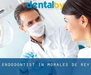 Endodontist in Morales de Rey